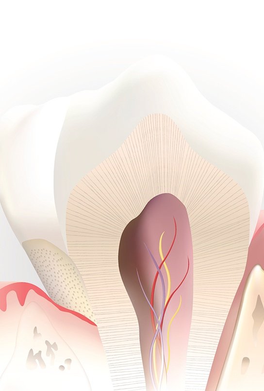 Animated inside of a healthy tooth that doesn't need root canal therapy